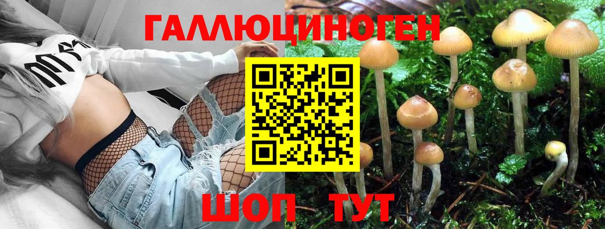Будённовск  Псилоцибиновые грибы Magic Shrooms  Вход с VPN 